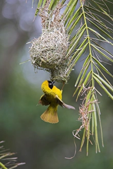 Preparation Prints: Lesser masked weaver (Ploceus intermedius)