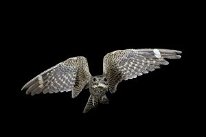 Lesser nighthawk (Chordeiles acutipennis) in flight, near Portal, Arizona