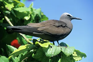 Bird Watching Prints: Lesser Noddy (Anous tenuirostris)