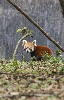 Images Dated 19th April 2010: A lesser panda (red panda) in a wildlife reserve in India where tourists can observe