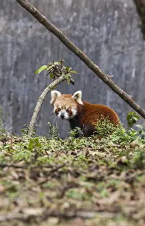Background Focus Prints: A lesser panda (red panda) in a wildlife reserve in India where tourists can observe