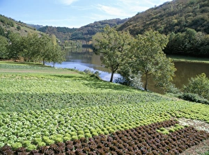 Lettuce Prints: Lettuce cultivation in foreground, by River Lot, near Port d Acres