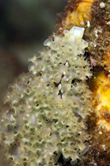 Dominica Prints: Lettuce sea slug (Elysia crispata), Dominica, West Indies, Caribbean, Central America