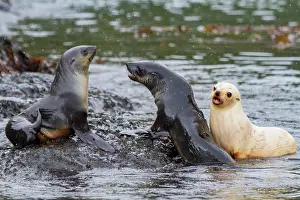 Friends Prints: Leucistic Antarctic fur seal pup plays with companions in South Georgia Island waters on a rainy day