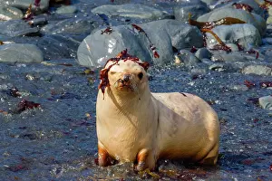 Georgia Prints: Leucistic Antarctic fur seal pup plays on rocky shore in South Georgia