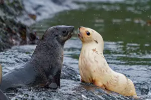 Playful Prints: Leucistic Antarctic fur seal pup plays with another seal on rocky shore during a sunny day on South Georgia Island