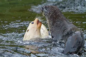 Friends Prints: Leucistic Antarctic fur seal pup plays with another seal in water near South Georgia Island