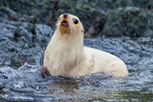Love Prints: Leucistic Antarctic fur seal pup plays and splashes in the water on South Georgia Island during a sunny day