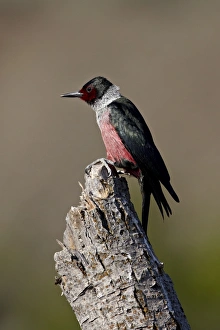 Wood Pecker Prints: Lewiss woodpecker (Melanerpes lewis), Okanogan County, Washington