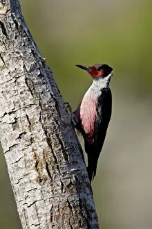 Images Dated 23rd February 2009: Lewiss Woodpecker (Melanerpes lewis), Okanogan County, Washington State