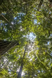 Borneo Prints: Liana and vine shrouded dipterocarp tree in primary rainforest in the Maliau Basin Conservation Area