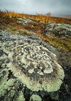 Lichen Prints: Lichen covered rock, Finland, Europe