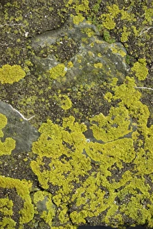 Lichen Prints: Lichen on rocks, Devon, England, United Kingdom, Europe