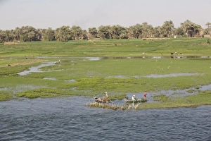 Marsh Prints: Life along the River Nile, near Aswan, Egypt, North Africa, Africa