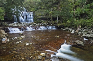 Australasian Prints: Liffey Falls, UNESCO World Heritage Site, Tasmania, Australia, Pacific