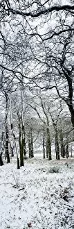 Light dusting of dnow in English woodland, West Sussex, England, United Kingdom, Europe