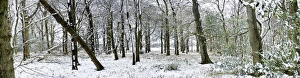 Wood Land Prints: Light dusting of snow in English woodland
