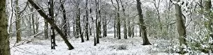West Sussex Collection: Light dusting of snow in English woodland, with fallen tree, West Sussex, England, United Kingdom
