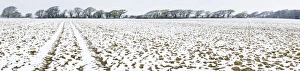 West Sussex Prints: Light dusting of snow on ploughed field, West Sussex, England, United Kingdom, Europe