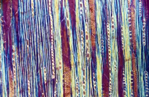Light Micrograph (LM) of a longitudinal section showing xylem elements of a Ribes sp
