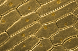 Abstracts Prints: Light Micrograph (LM) of onion skin cells, magnification x 600