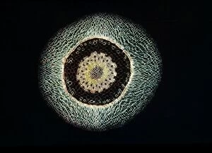 Botanical Collection: Light Micrograph (LM) of a transverse section of an aerial root of Orchid (Dendrobium sp
