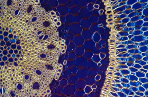 Light Micrograph (LM) of a transverse section of an aerial root of Orchid (Dendrobium sp