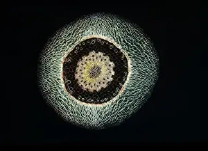 Light Micrograph (LM) of a transverse section of an aerial root of Orchid (Dendrobium sp
