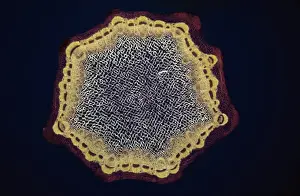 Light Micrograph (LM) of a transverse section of a Dandelion stem (Taraxacum officinale)