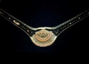 Abstracts Prints: Light Micrograph (LM) of a transverse section of a fig leaf, magnification x 15