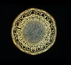 Images Dated 1st March 2010: Light Micrograph (LM) of a transverse section of a stem of Fragrant Virgins Bower