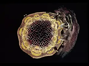 Light Micrograph (LM) of a transverse section of a stem of Clover (Trifolium sp