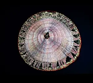 Light Micrograph (LM) of a transverse section of a stem of Common Lime tree