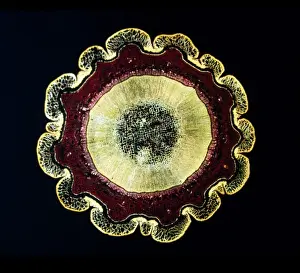 Light Micrograph (LM) of the transverse section of a stem of Norway Pine