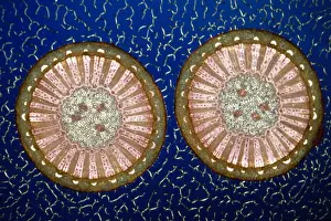 Light Micrograph (LM) of a transverse section of a stem of a Pepper, magnification x12