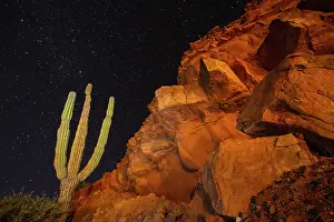 Creativity Prints: Light painting on Cardon cactus at night in Baja California Sur Mexico