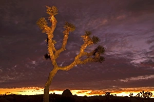 Overcast Skies Prints: Light painting on Joshua Tree