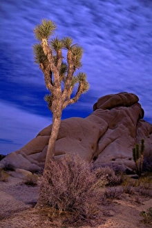 Joshua Tree Prints: Light Painting of Joshua Tree under full Moon