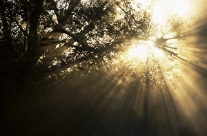 Sun Beam Prints: Light rays through trees