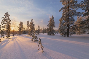 Winter Scene Prints: The lights of the arctic sunset illuminate the snowy woods, Vennivaara, Rovaniemi
