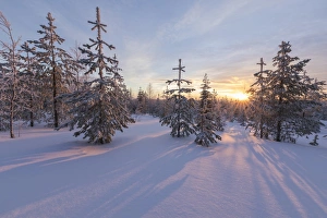 The lights of the arctic sunset illuminate the snowy woods, Vennivaara, Rovaniemi