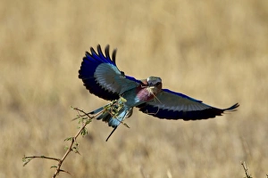Images Dated 19th October 2006: Lilac-breasted roller