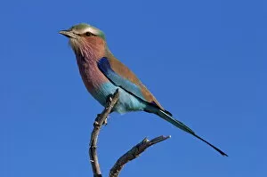 Images Dated 22nd January 2000: Lilac-breasted roller (Coracias caudata)