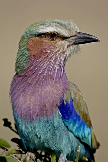 Images Dated 5th October 2007: Lilac-Breasted Roller (Coracias caudata), Masai Mara National Reserve, Kenya