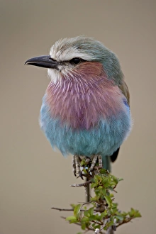 Images Dated 8th October 2007: Lilac-Breasted Roller (Coracias caudata), Masai Mara National Reserve, Kenya
