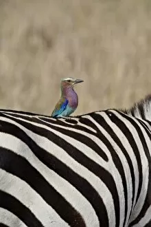 Images Dated 11th October 2007: Lilac-Breasted Roller (Coracias caudata) on the back of a Grants Zebra
