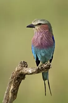 Images Dated 27th January 2005: Lilac-breasted roller (Coracias caudata), Serengeti National Park, Tanzania