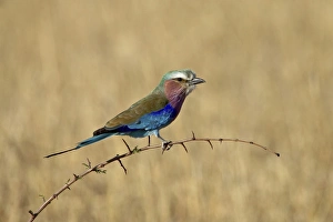 Images Dated 19th October 2006: Lilac-breasted roller (Coracias caudata), Masai Mara National Reserve, Kenya