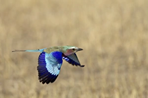 Lilac-breasted roller (Coracias caudata) in flight