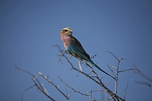 Images Dated 22nd June 2008: Lilac breasted roller (Coracias caudata) in tree, Etosha National Park, Namibia, Africa
